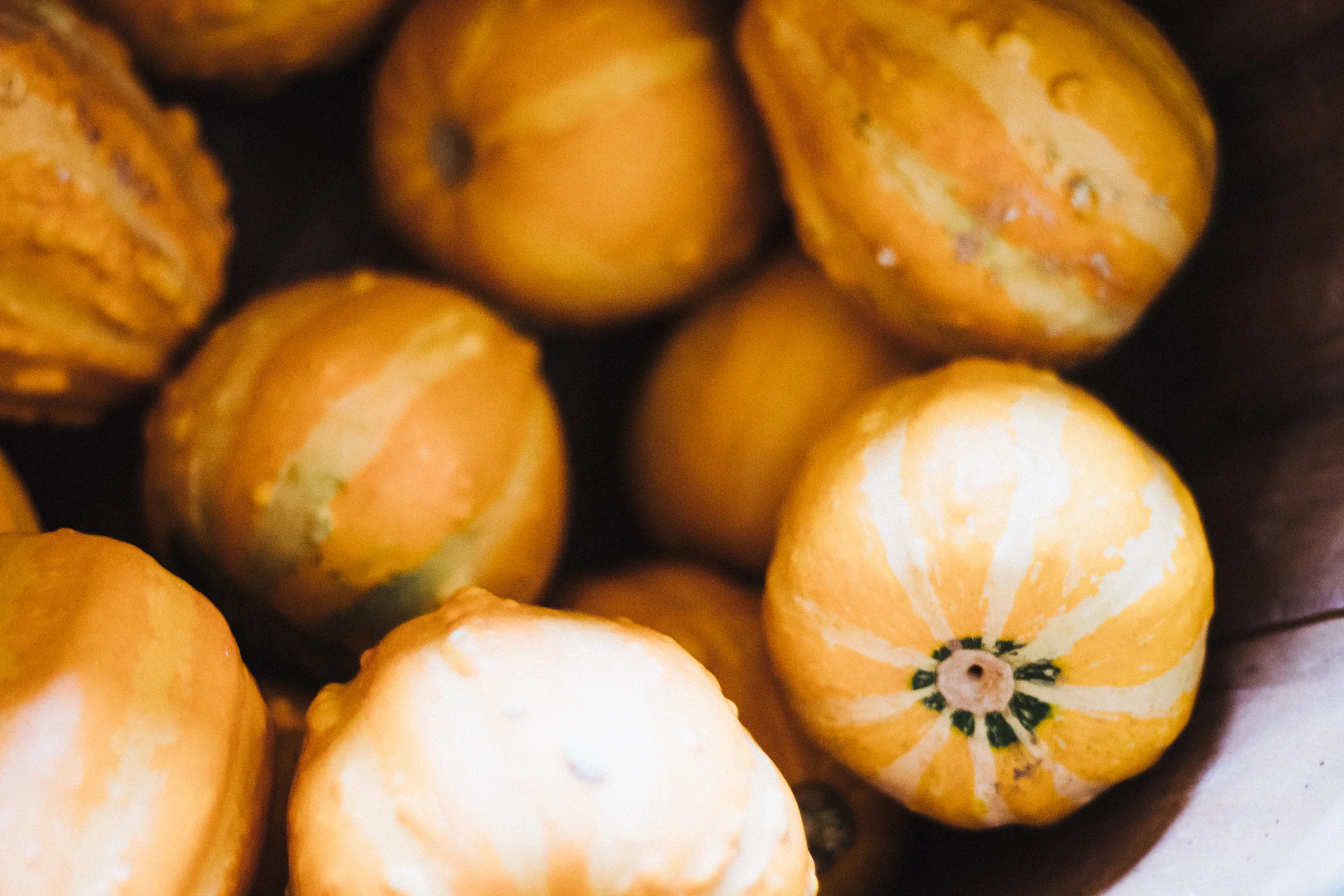 PBD Pumpkins and Gourds-24.jpg