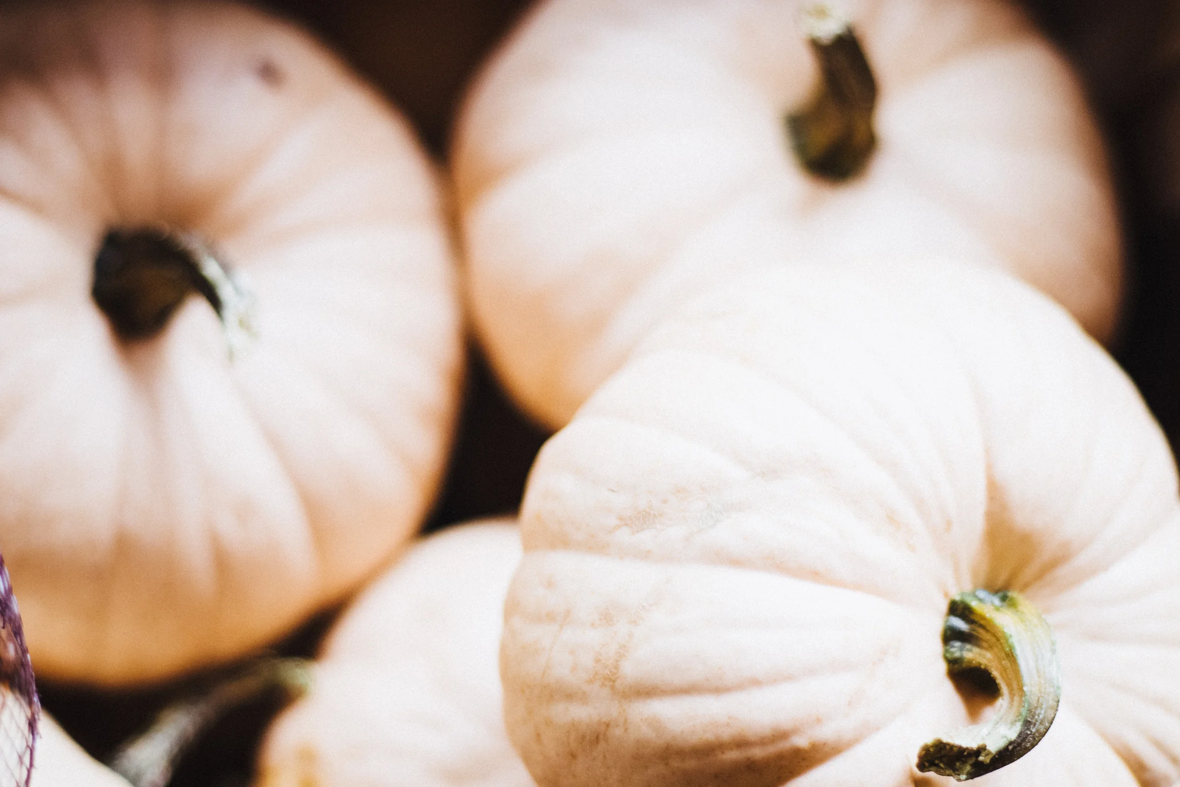 PBD Pumpkins and Gourds-25.jpg