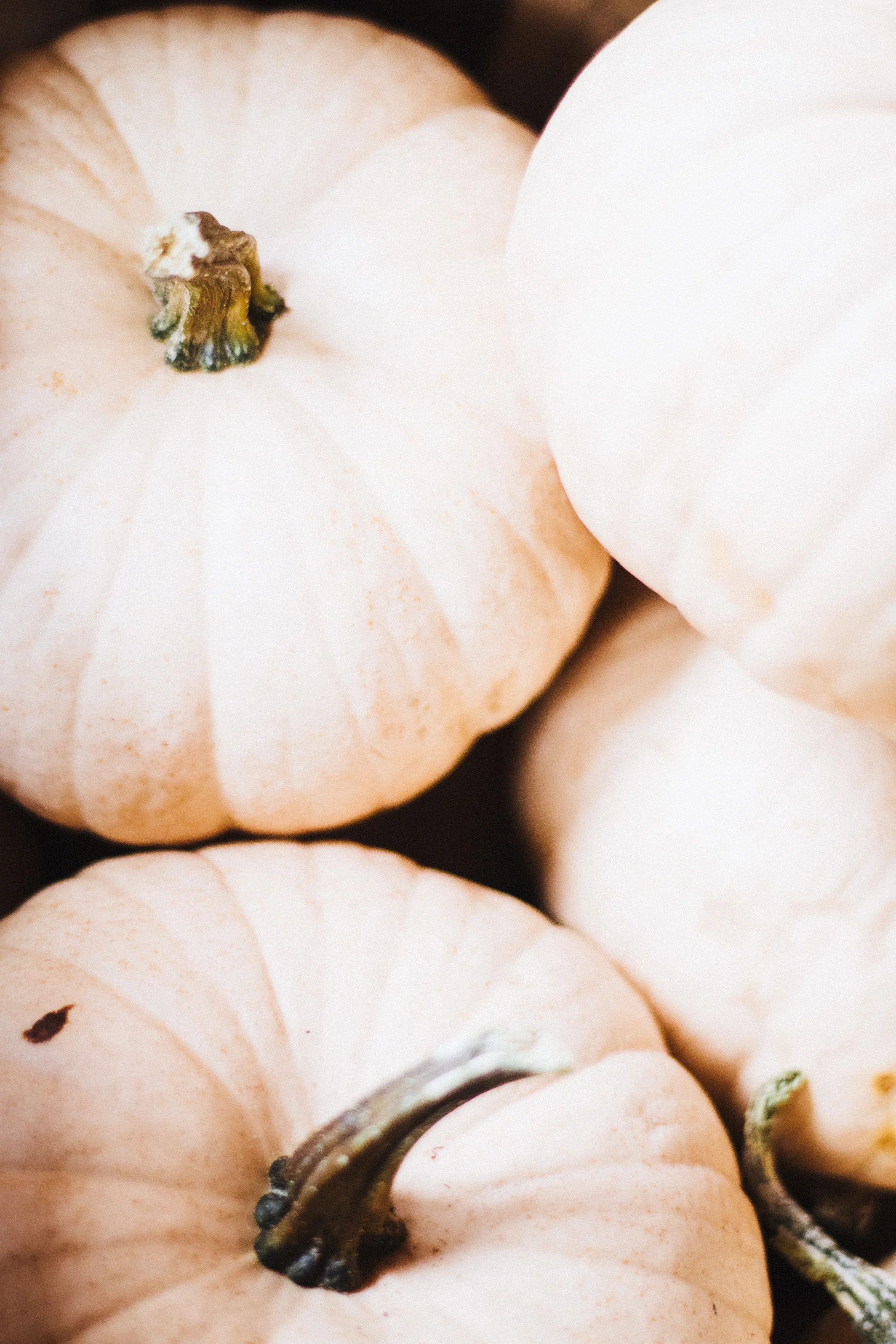 PBD Pumpkins and Gourds-26.jpg