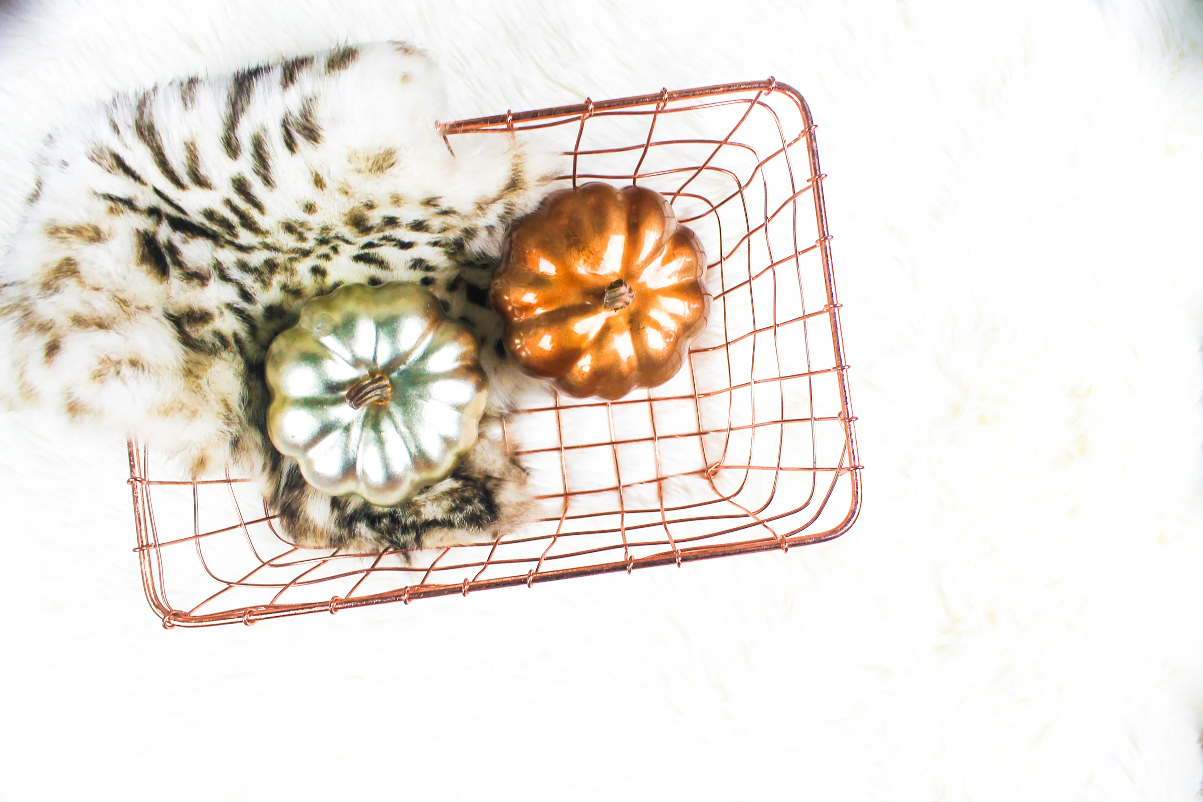 PBD-Pumpkins and Coffee-13.jpg