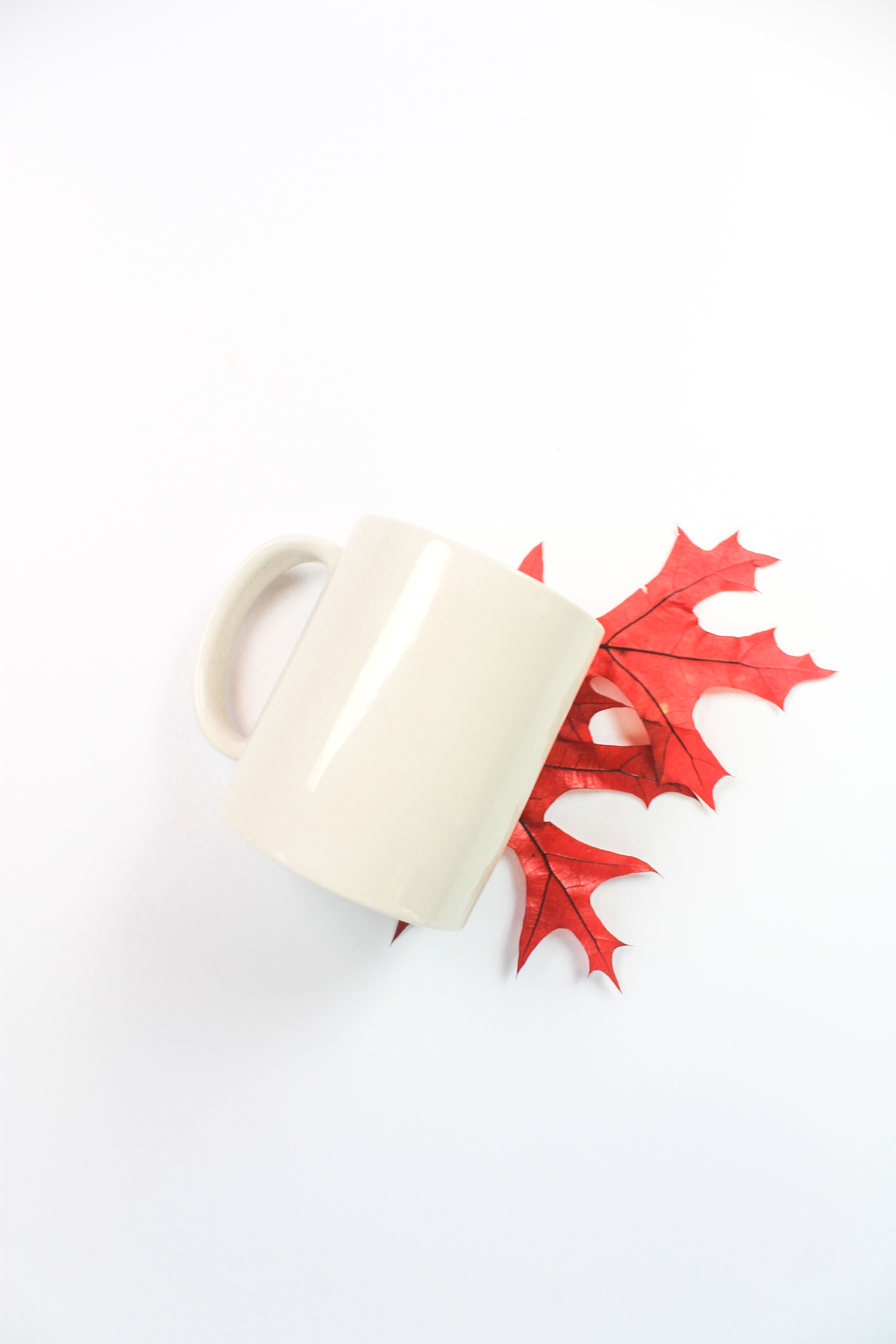 PBD Fall Mug Mock 2-11.jpg