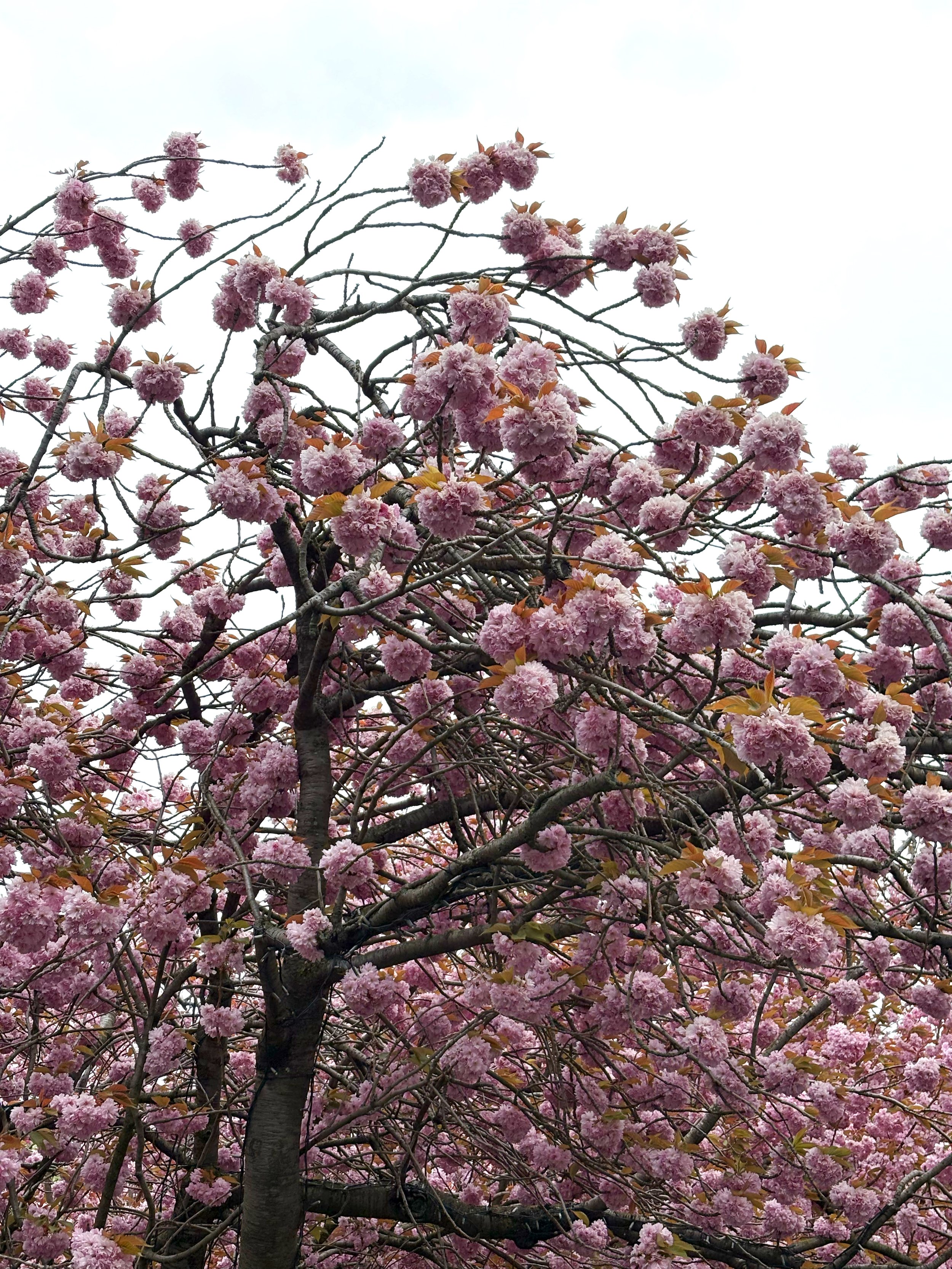 Cherry Blossoms, Edinburgh, 2025