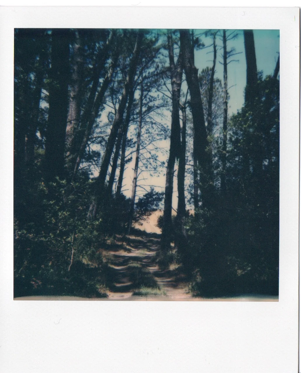 Orinda Hill's, Ca. June 2018.