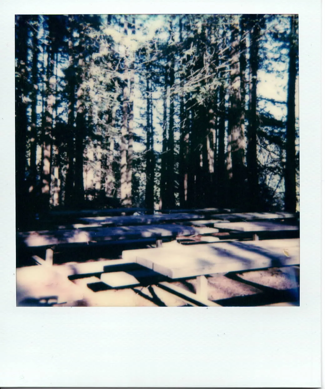 Redwood Regional Park, Ca. March 2019.