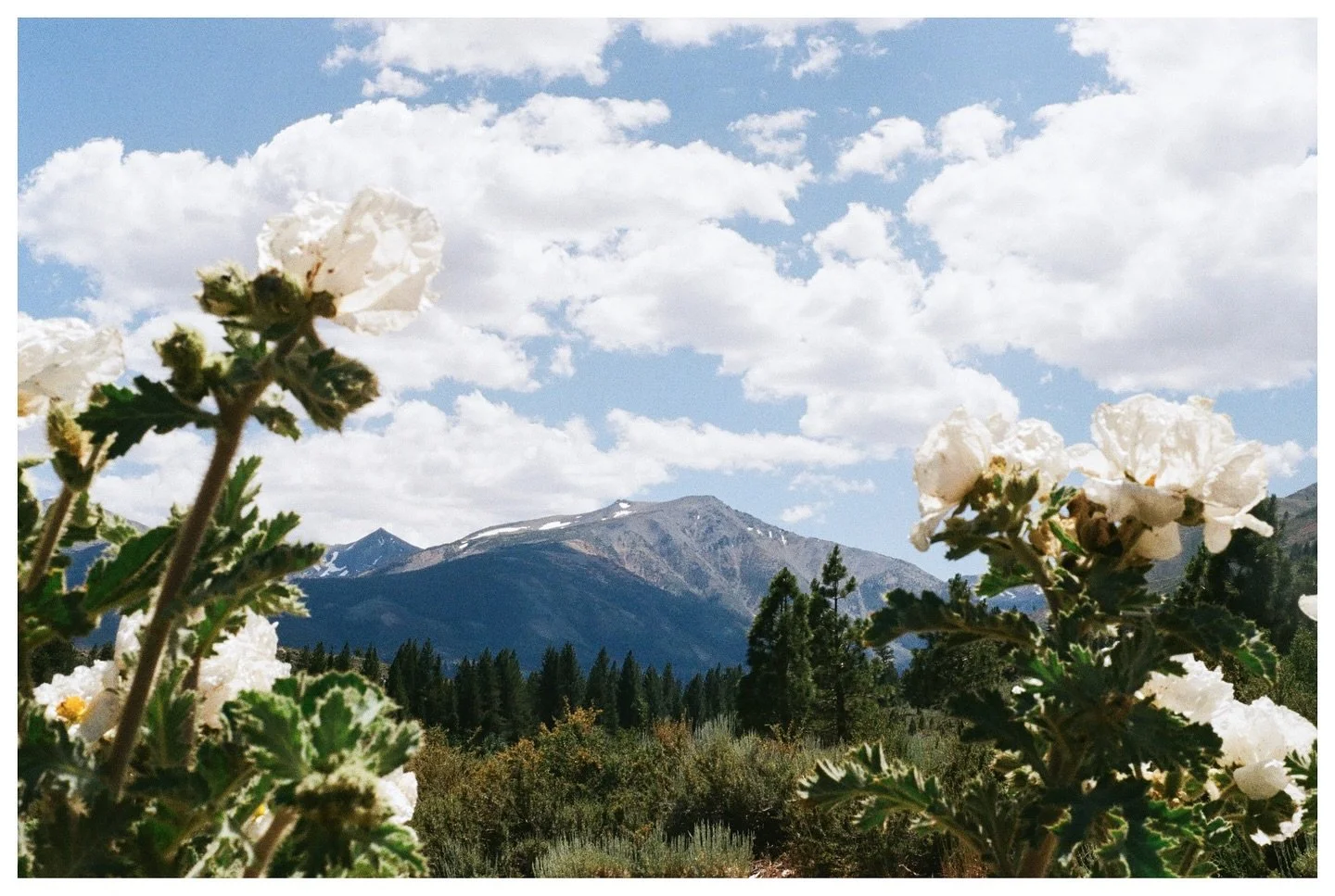 another summer in the eastern sierras

#baeareafilm #womenwhoshootfilmmag #kodak #filmsorority #filmisnotdead #herfilmcollective