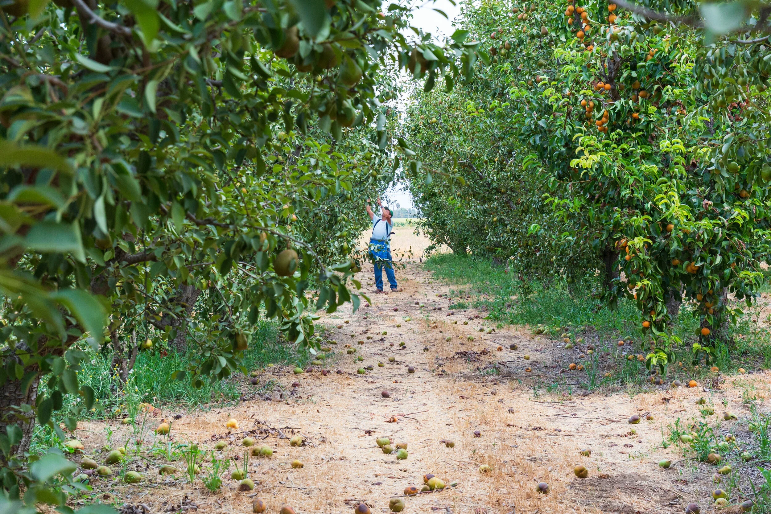 Warren+Pear+-27.webp