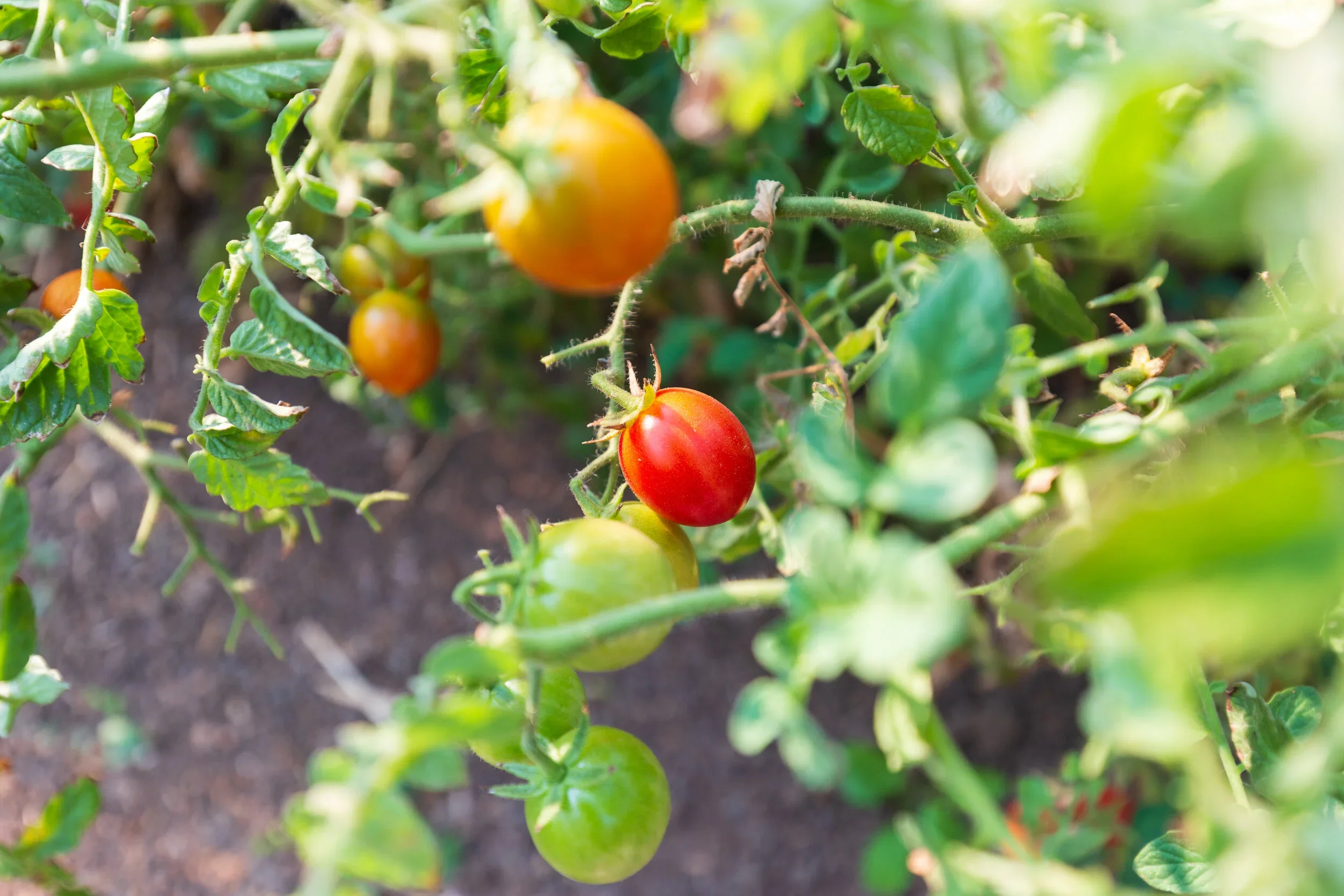 Tomato-7.webp