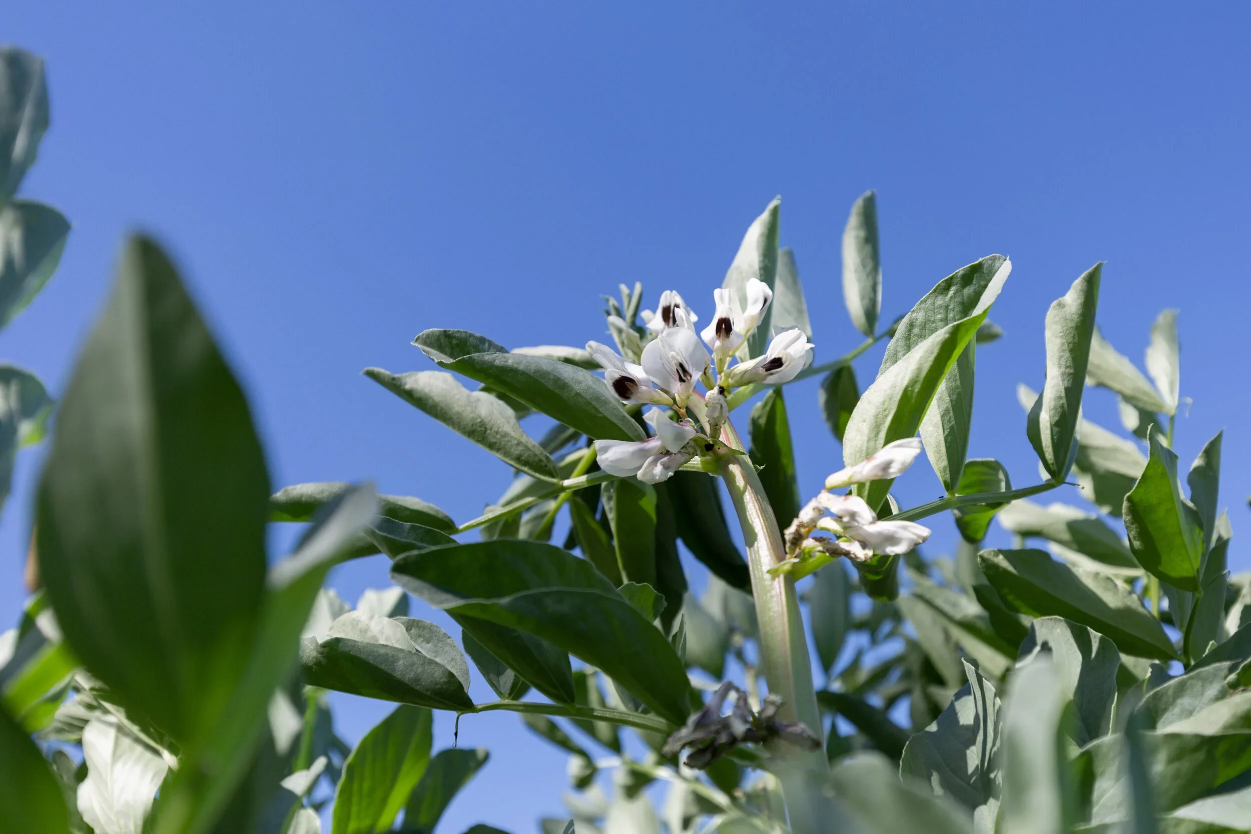 field-12.webp