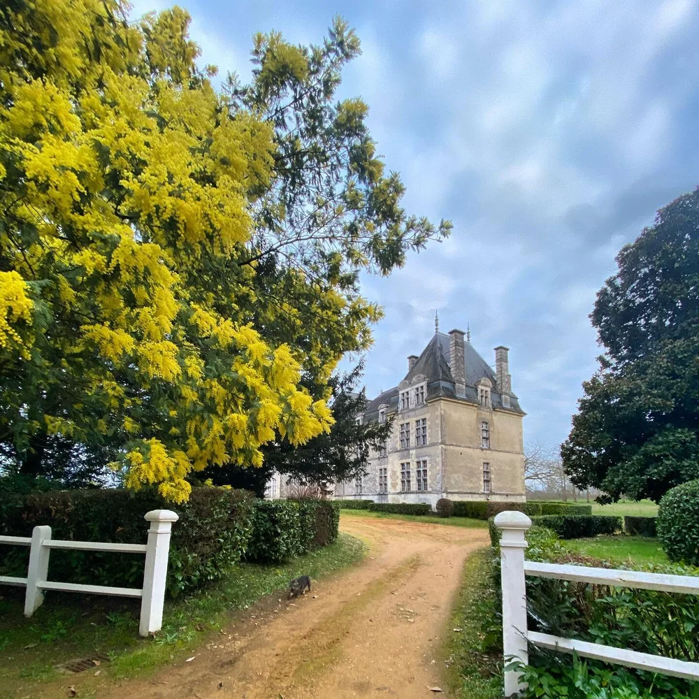 Mimosa for ever 💛

#ravignan #armagnac #landes #mimosa #alcohol #terroir #madeinfrance #food #paysbasque #eaudevie