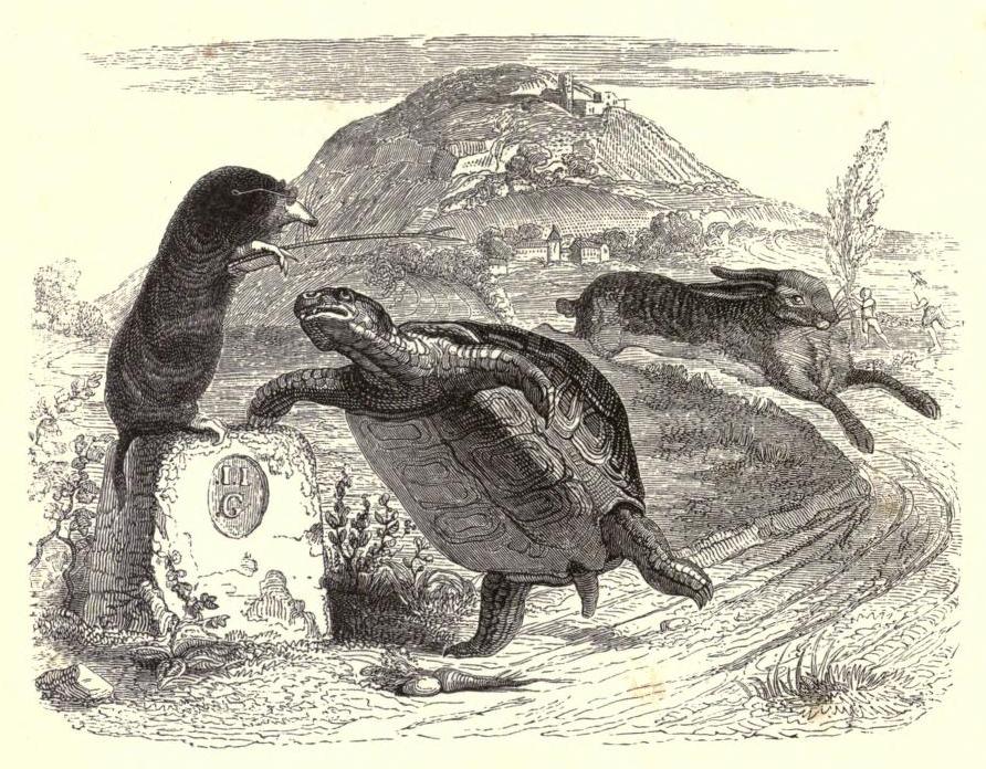 Grandville_tortoise.jpg