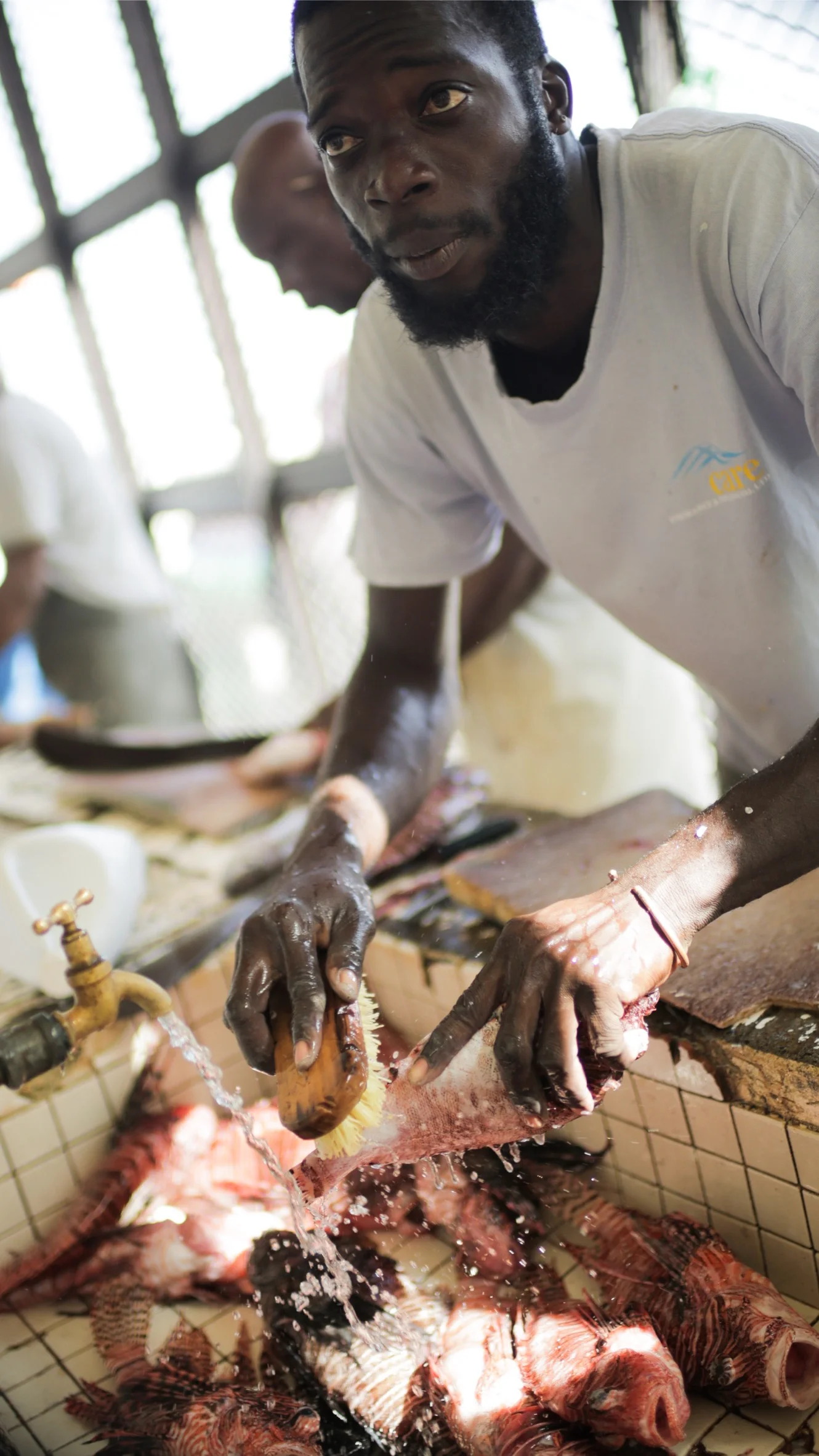 Fresh Catch II