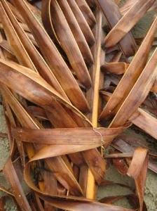 dried-palm-frond.jpg