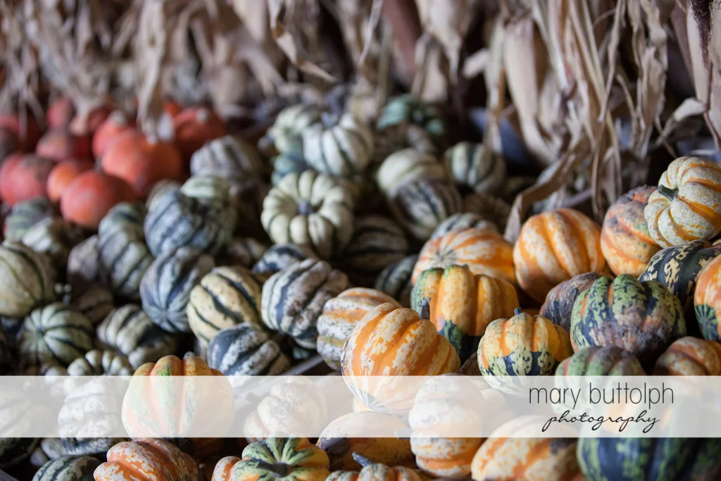 Pumpkins galore at Tim's Pumpkin Patch