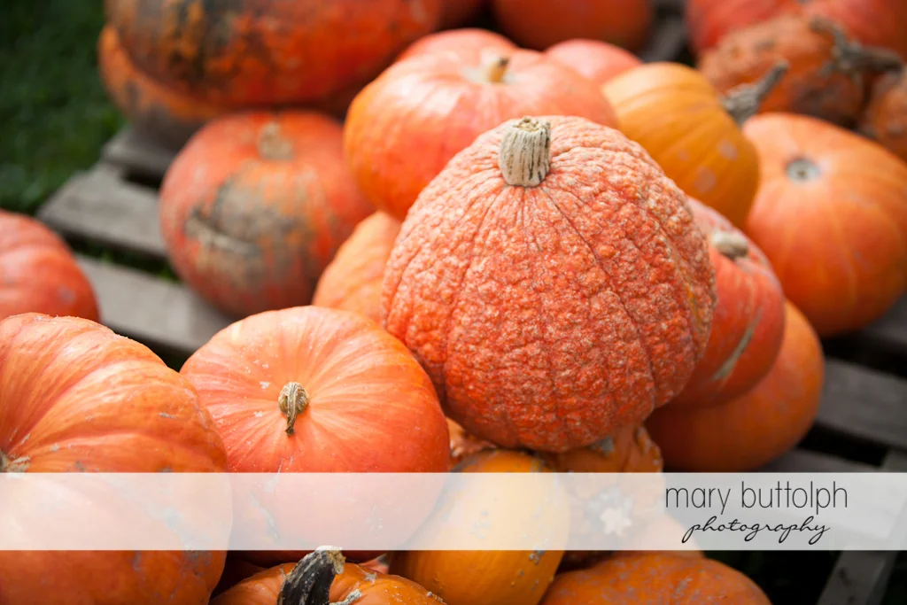 Pumpkins in all shapes and sizes at Tim's Pumpkin Patch