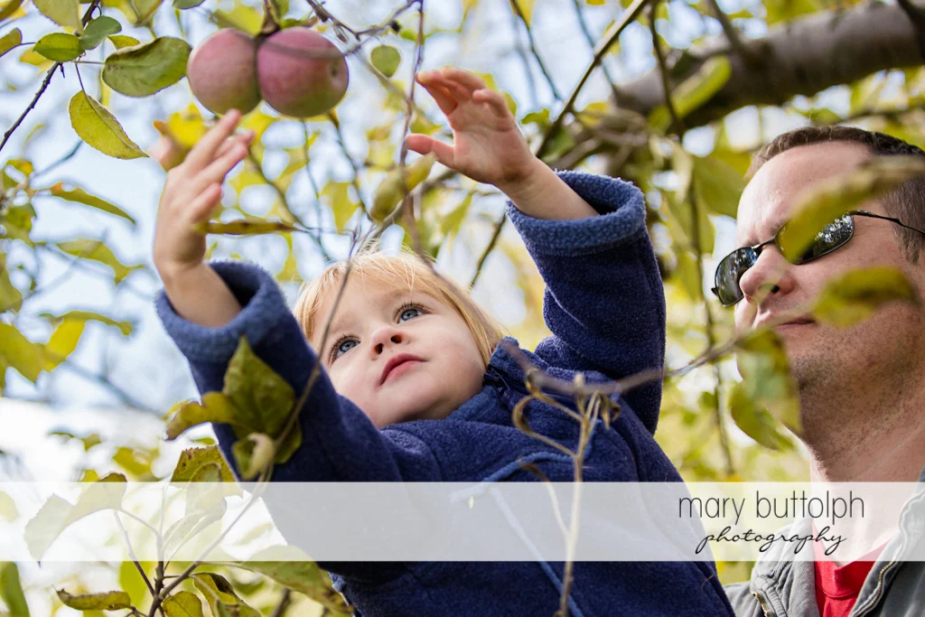 Girl reaches for an apple with a little help from her dad at Beak & Skiff Apple Orchards