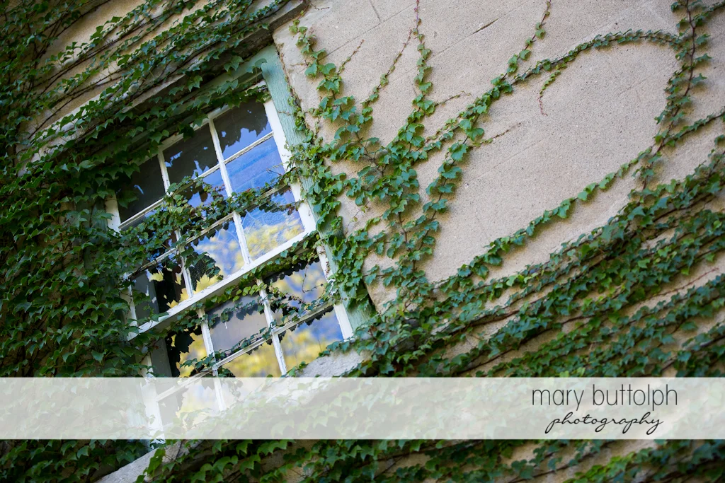 Frog Pond Wedding