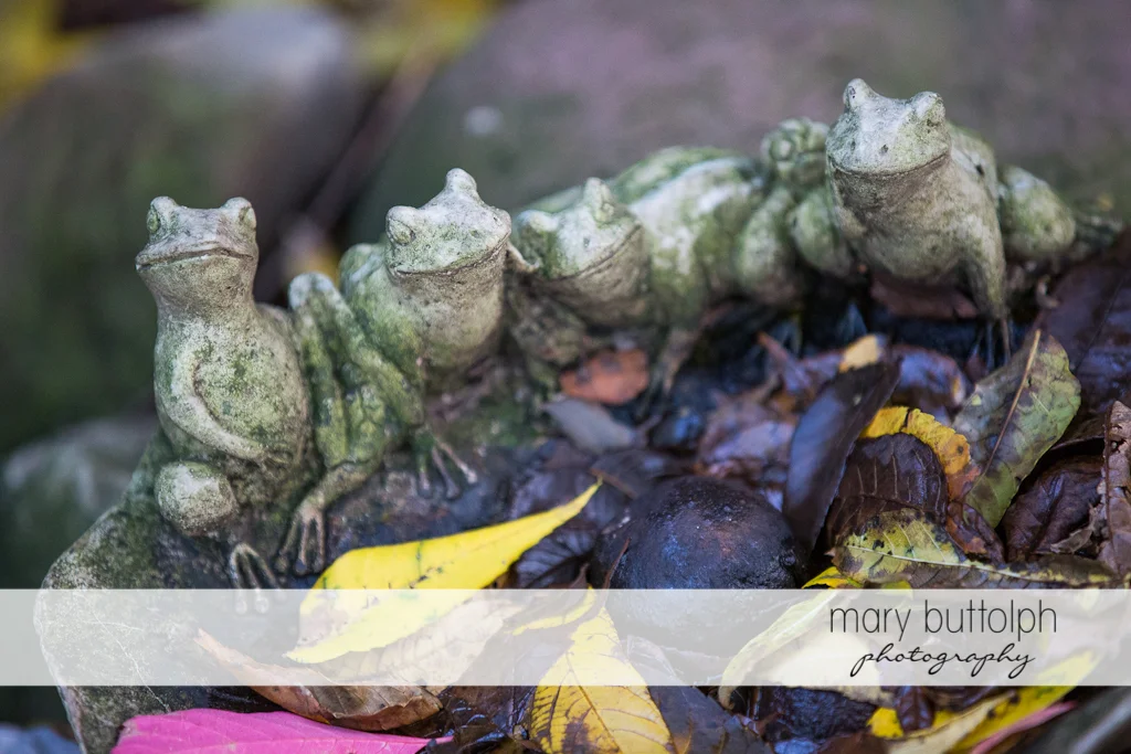 Frog Pond Wedding