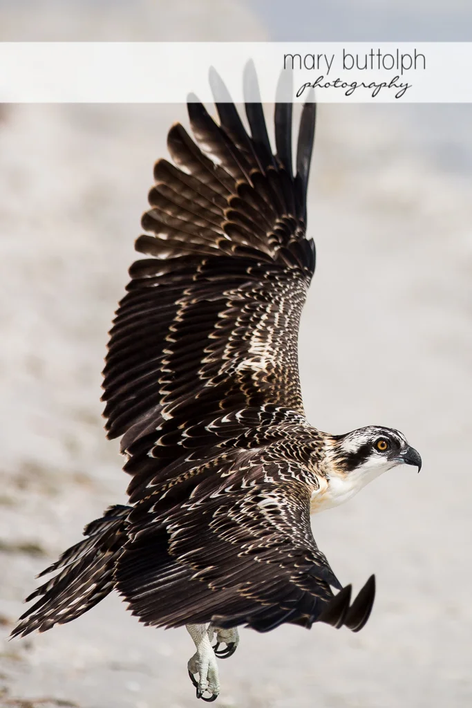 Hawk glides over the waters at Sanibel Island Vacation