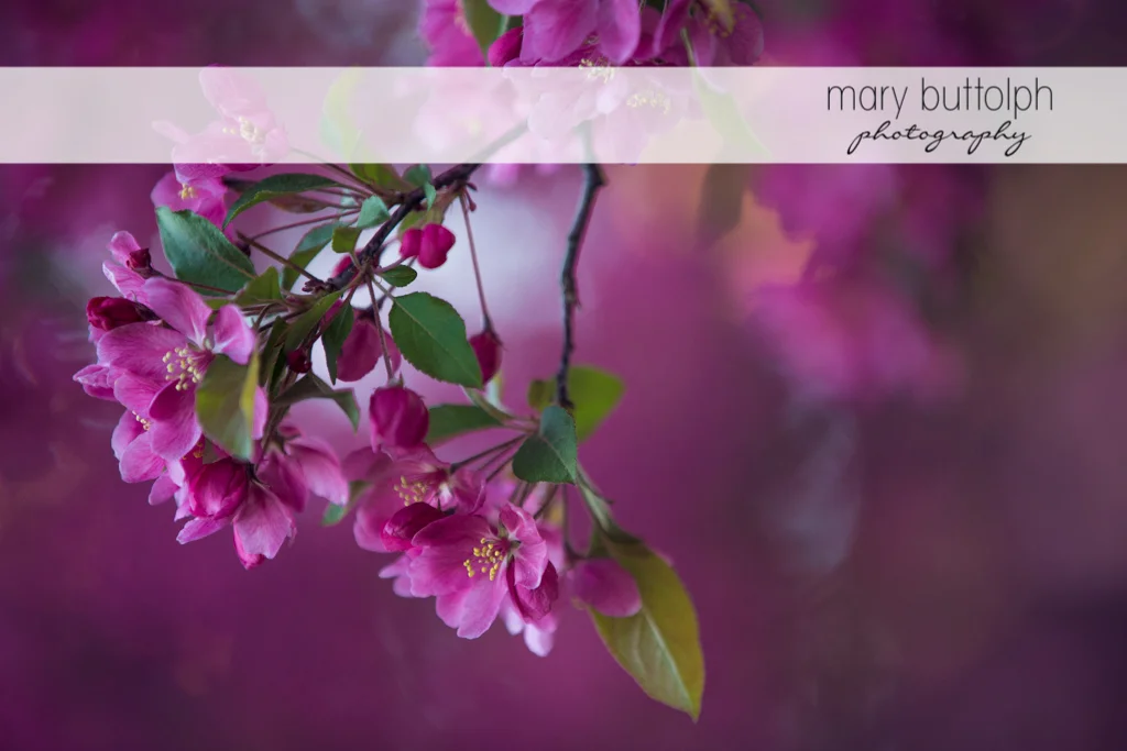 Close up shot of pink flower at Skaneateles Engagement