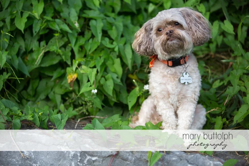Dog poses for the camera in the garden at Skaneateles Lodge at Welch Allyn Engagement