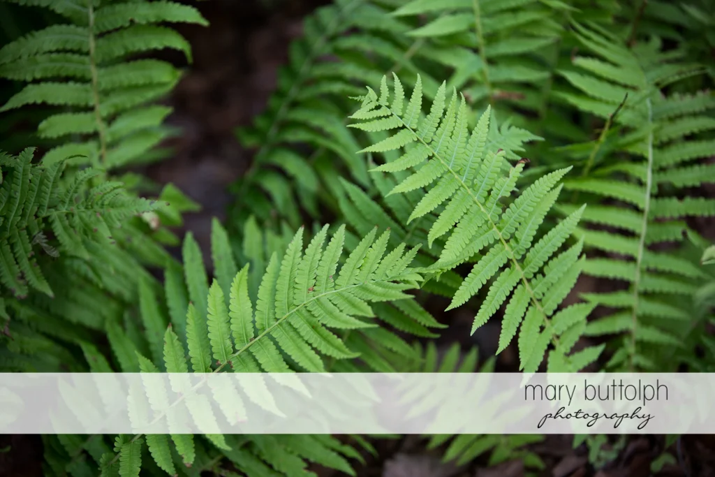 Mary Buttolph Photography