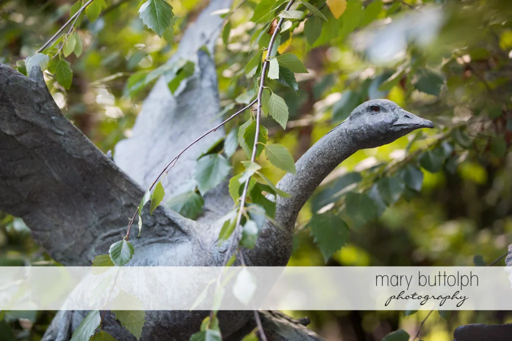 Mary Buttolph Photography