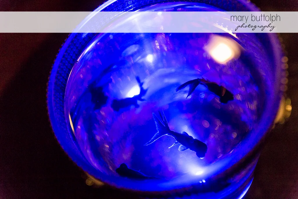 Even the fish can't help but dance at Arrowhead Lodge Wedding