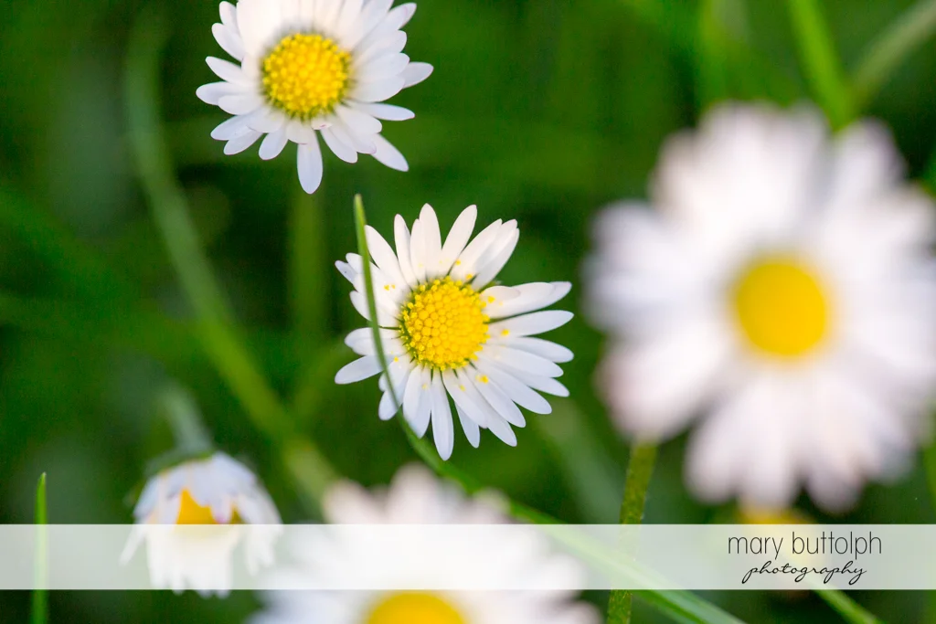 Close up shot of flowers in the garden at Skaneateles Engagement