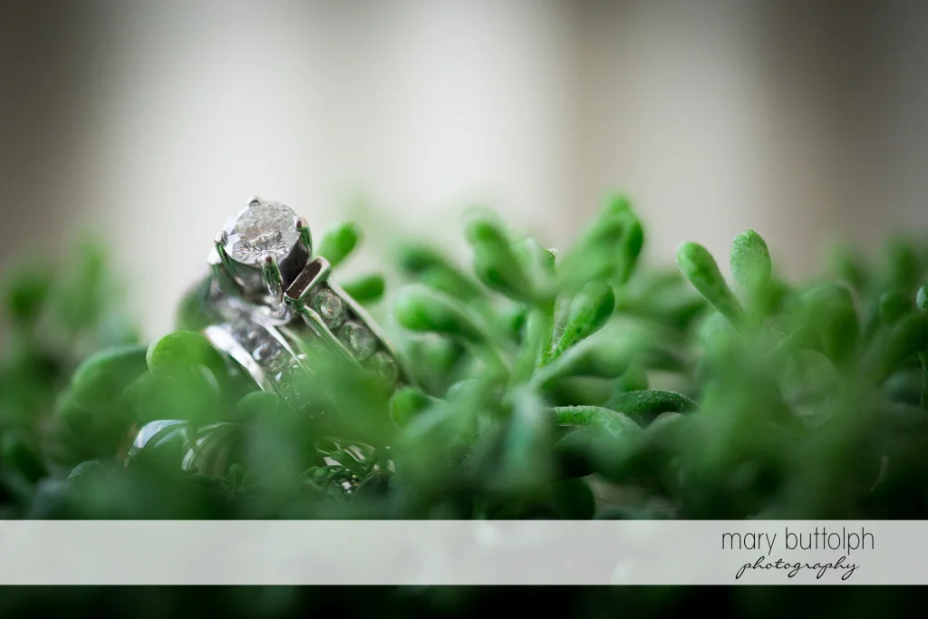 Couple's wedding rings on top of succulents at the Inns of Aurora Wedding