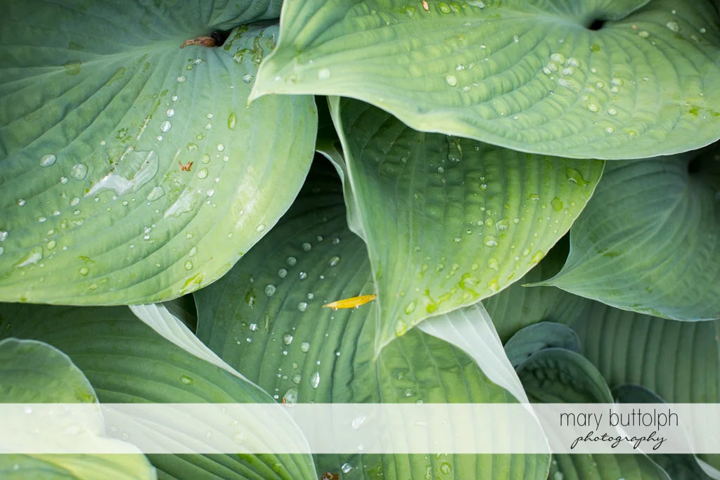 Dew drops on green plants at the Mirbeau Inn & Spa Wedding