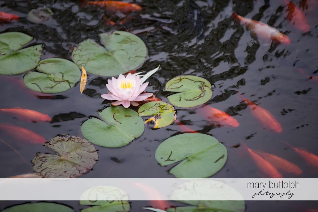 Water lilies and fish in the lake at the Mirbeau Inn & Spa Wedding