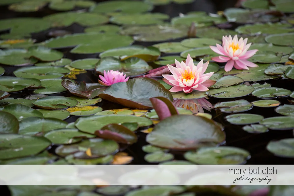 Water lilies with pink flowers at the Mirbeau Inn & Spa Wedding