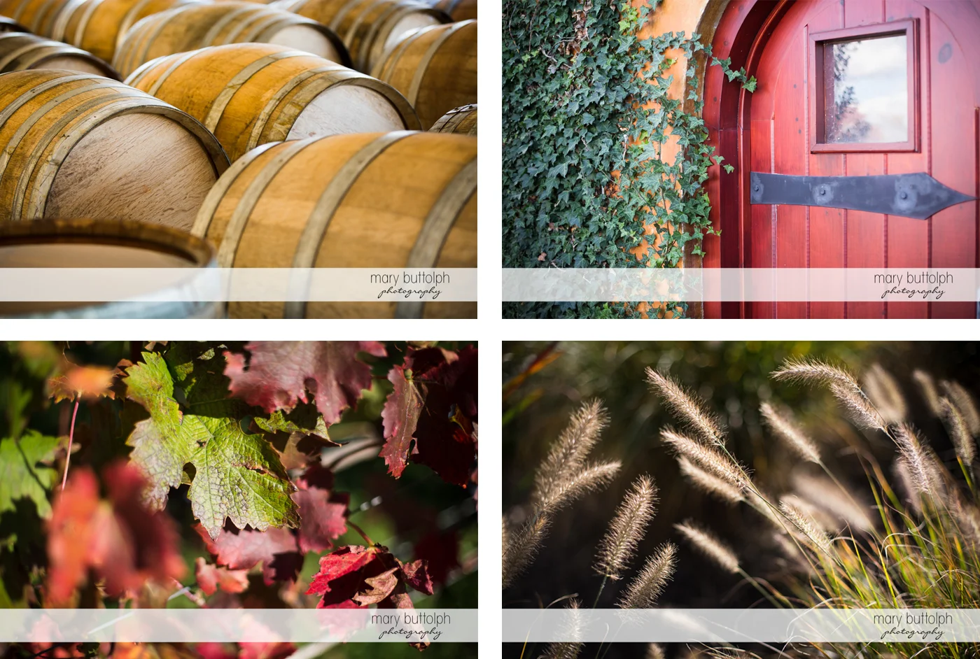 Scenes from the vineyard from wine barrels to grapevines at Anyela's Vineyards Wedding