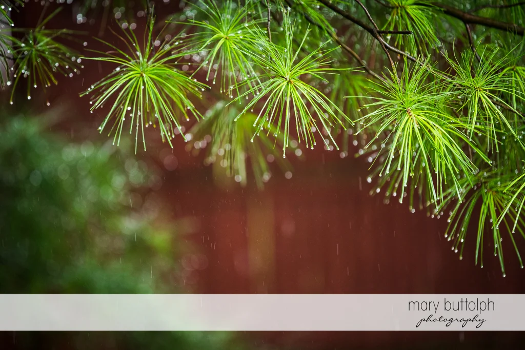 Plants capture the raindrops at the Sherwood Inn Wedding