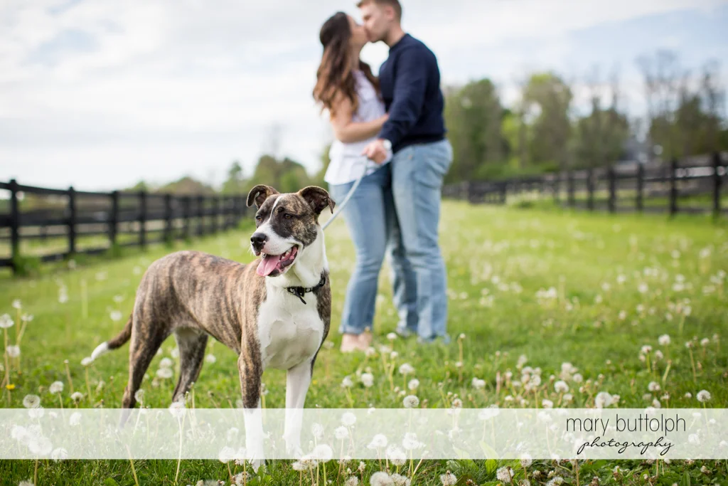 Couple kiss in the garden accompanied by their dog at Hobbit Hollow Engagement