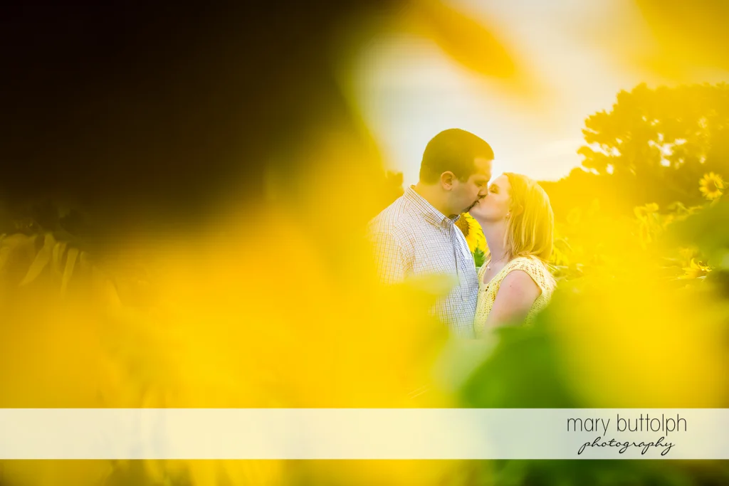 Couple kissing in sunflower garden at Syracuse Engagement