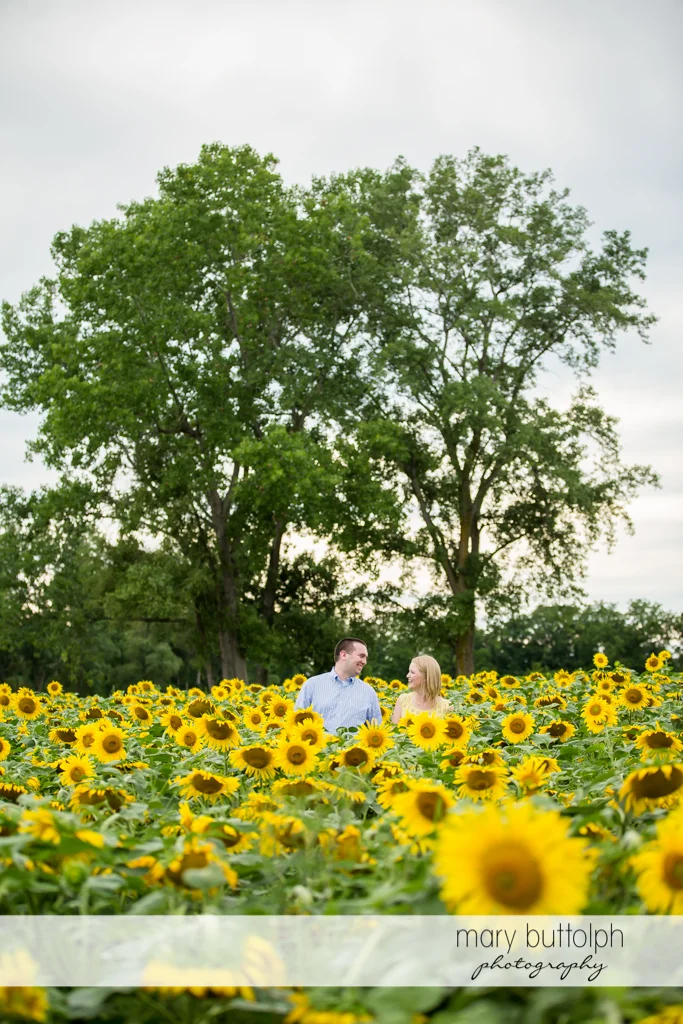 Couple surrounded by sunflowers at Syracuse Engagement