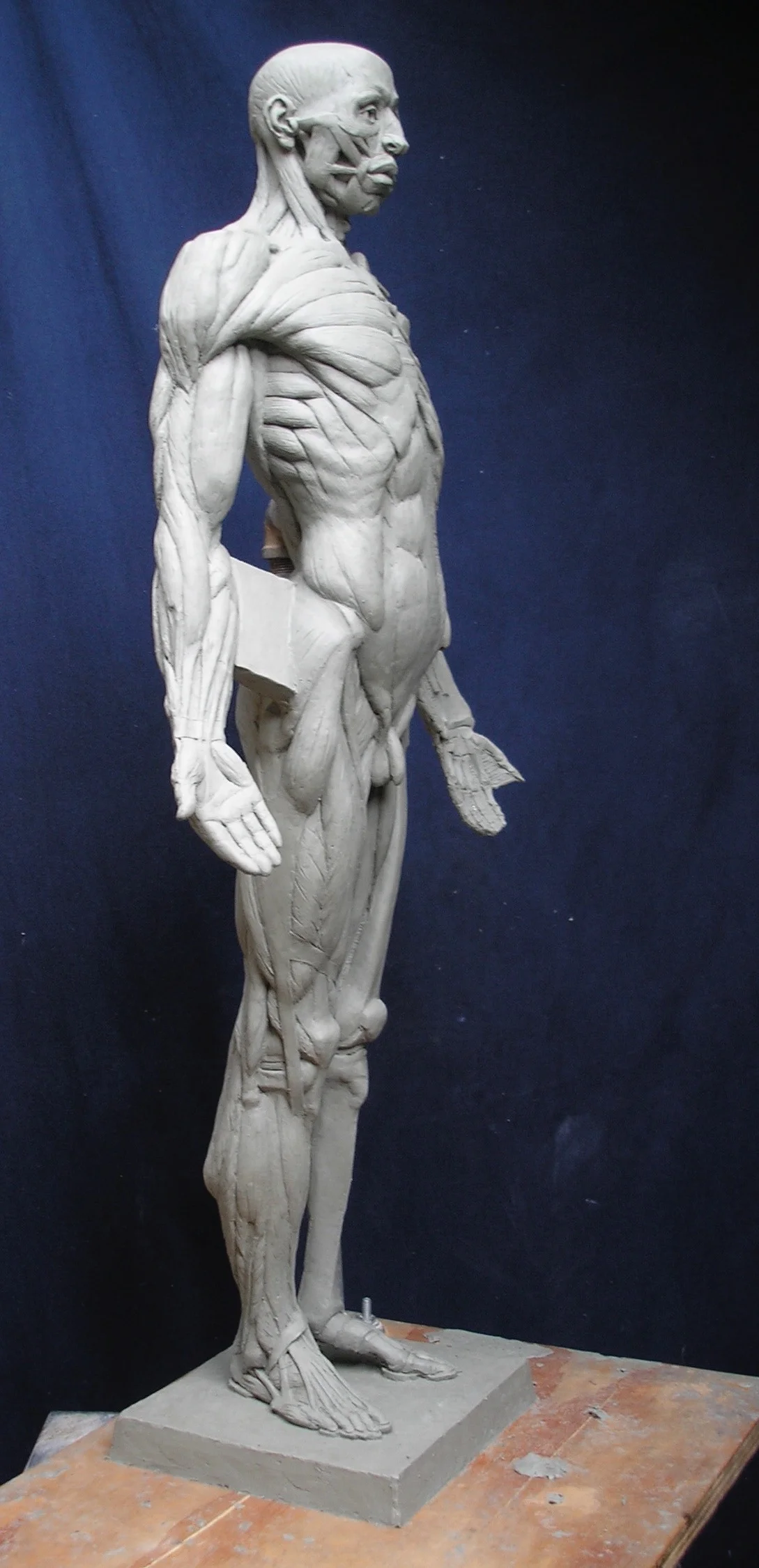 Ecorche Figure, 3/4 view
