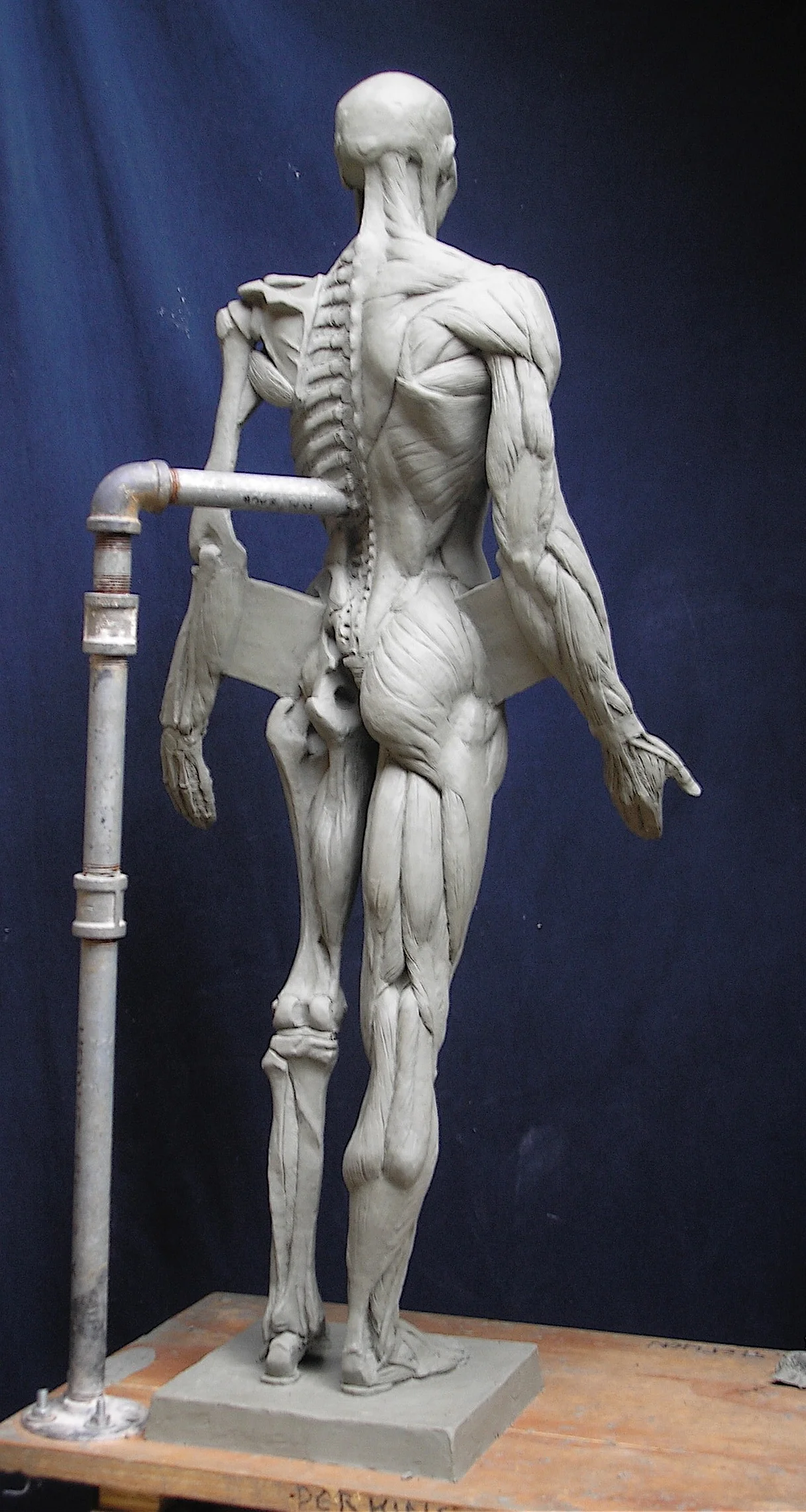 Ecorche figure, back view