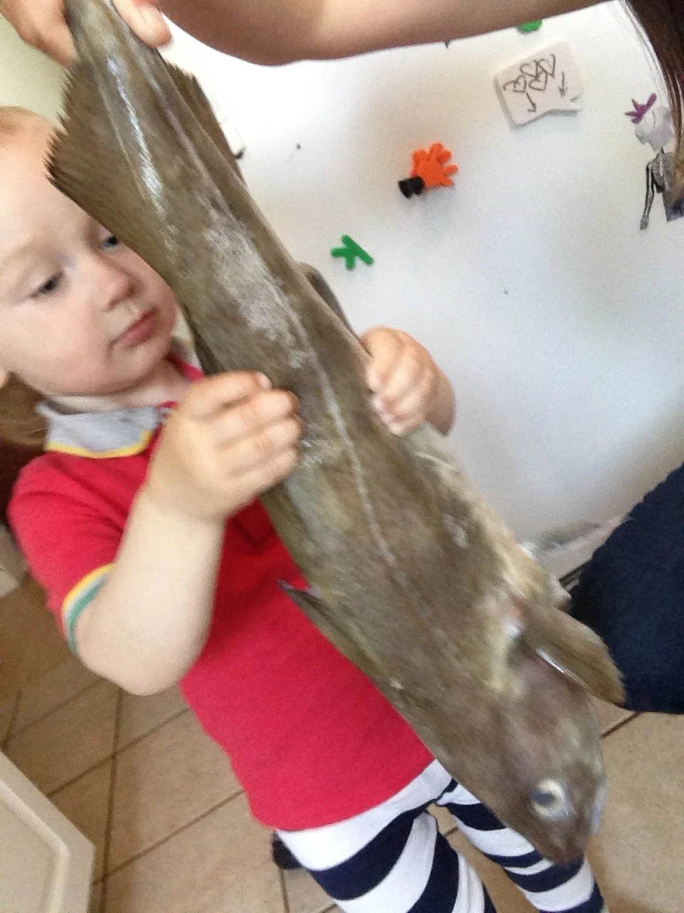 Here's Cash at age two holding a whole fish, from our fish share, on which I later practiced my filleting skills.
