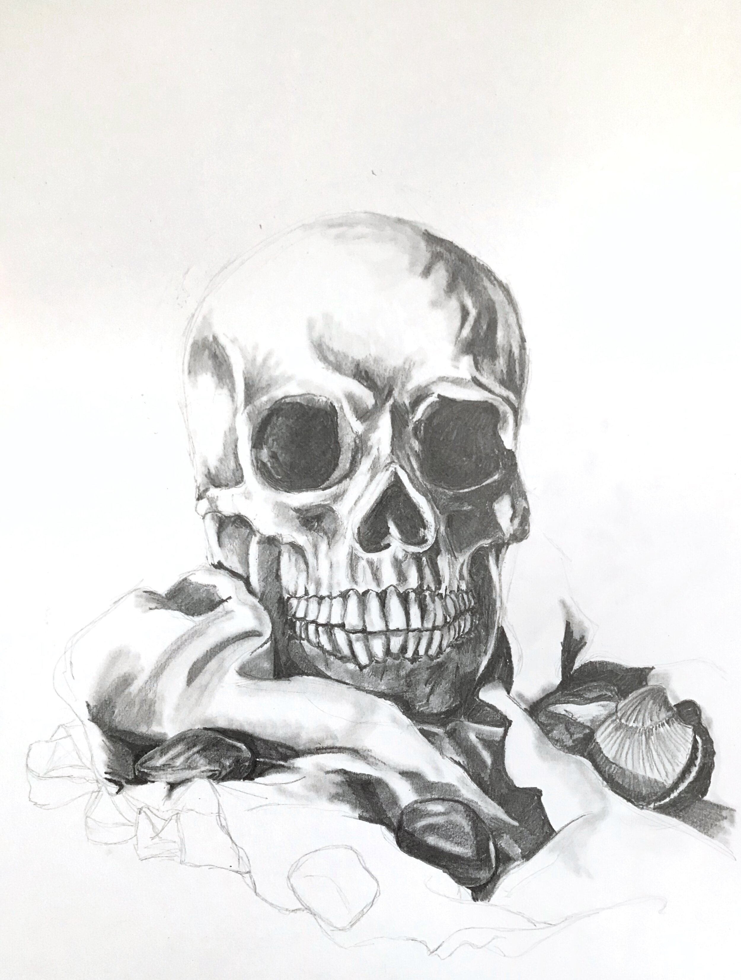 Still Life with Skull and Shells 