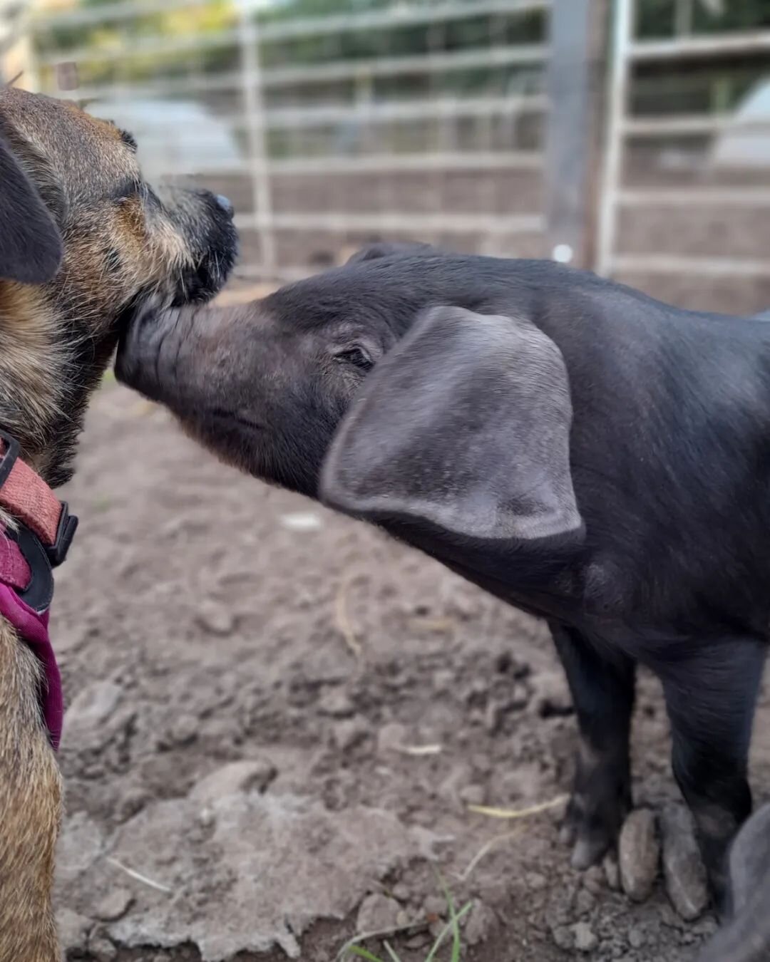 6 weaner boars needing new herds 
 
#meatstock #largeblackpigs #growyourown #outdoorreared #farmtofork