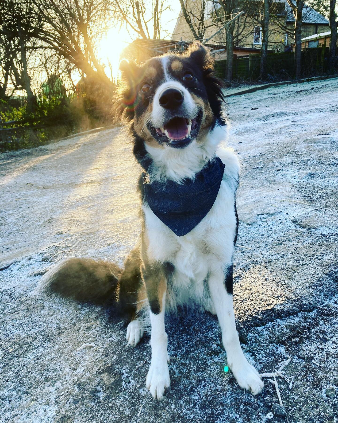 A frosty and cold morning on the Farm today. Lucky someone has a lot of thick fur! #farm #farmlifeisthebest #farming #bordercollie #sheepdog #workingdog #bordercollies #borderdercollielife #bordercolliesofinstagram #pigfarm #coldweather #frost #sunri