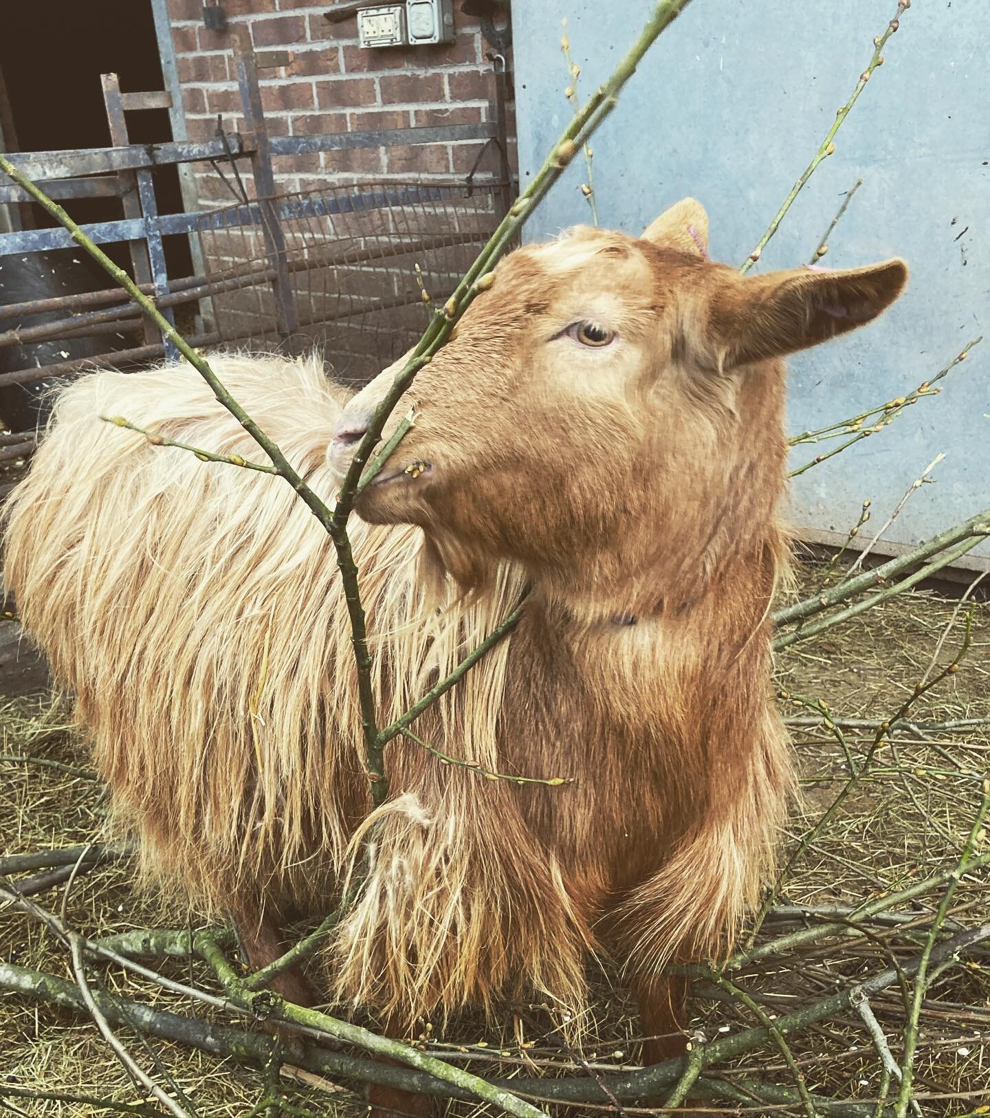 A photo of our less often seen farm residents. The beautiful Golden Guernsey goats! Myrtle (photo&rsquo;d) and Edith are enjoying some tree/hedge cuttings today! #goat #goats #gurnsey #gurnseygoats #gurnseygoat #goldenguernseygoats #goldengurnseygoat