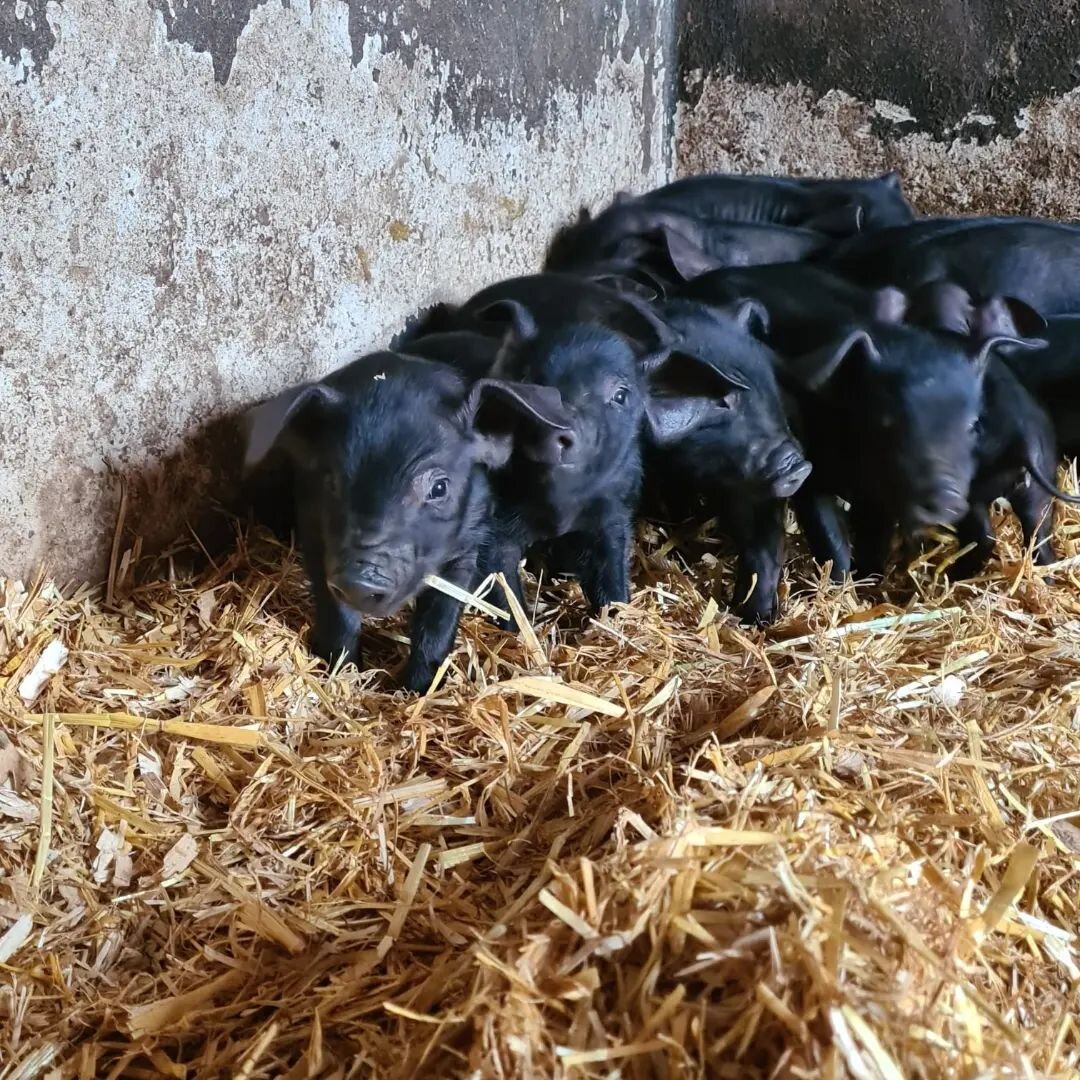 First of our 2023 babies have arrived. Never stop being excited at the arrival of piglets. #piglets #rarebreed #largeblackpigbreedersclub #largeblackpigs #babyanimals  #farminginwales #farminglife