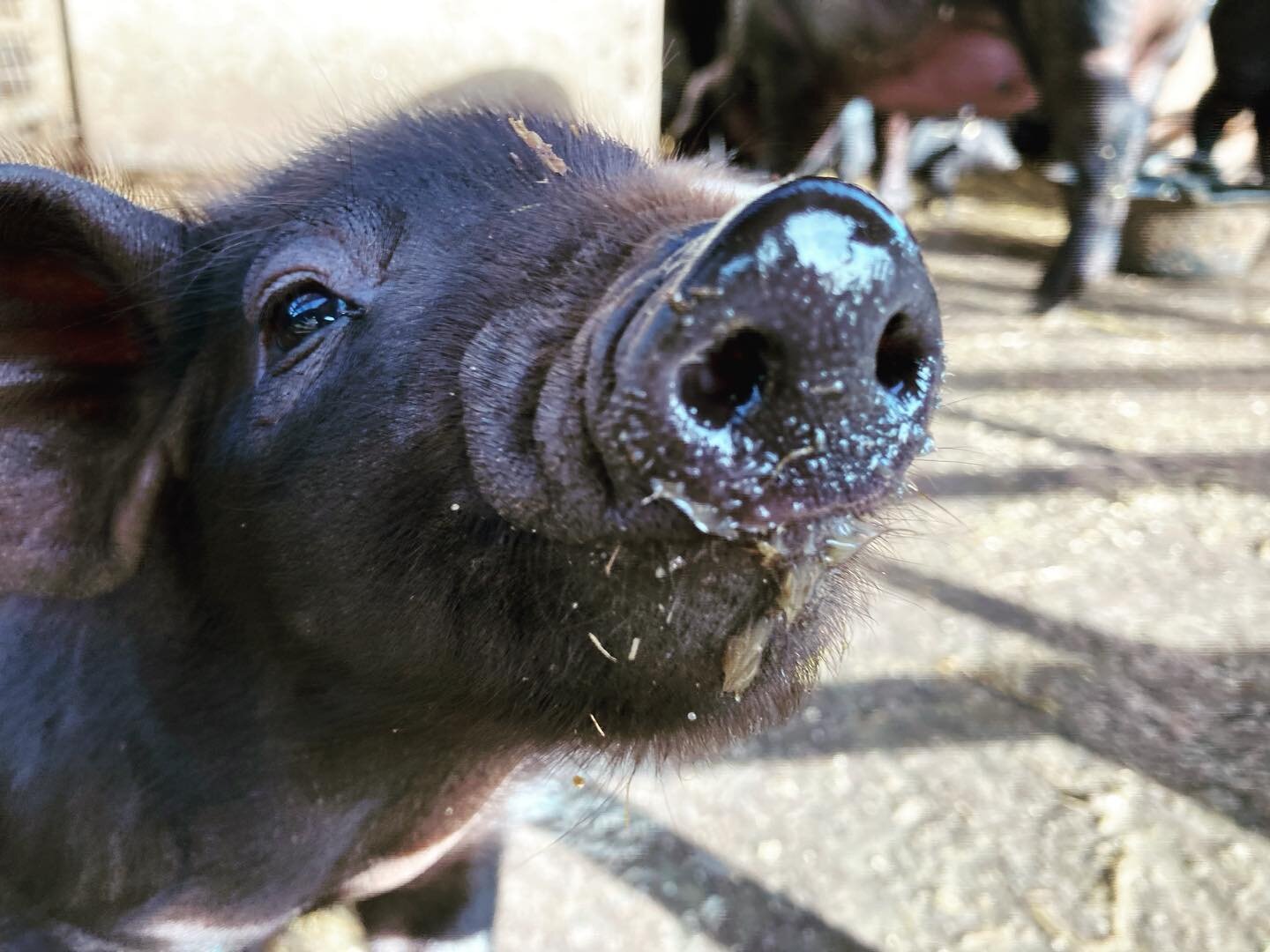 Happy little piglet this morning! Our recent new borns are becoming very confident! #piggy #pig #piglet #piglife #farm #pigfarm #farmlife #largeblackpigs #largeblackpigsofinstagram #british #britishfarming #britishpigs #earlymorning #sunshine