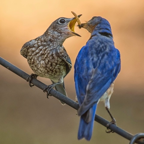 Eastern Bluebirds