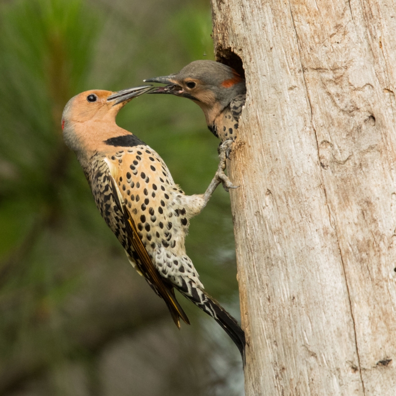 Northern Flickers