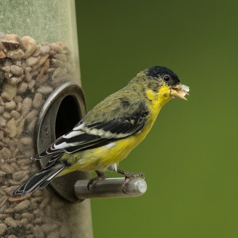 Lesser Goldfinch