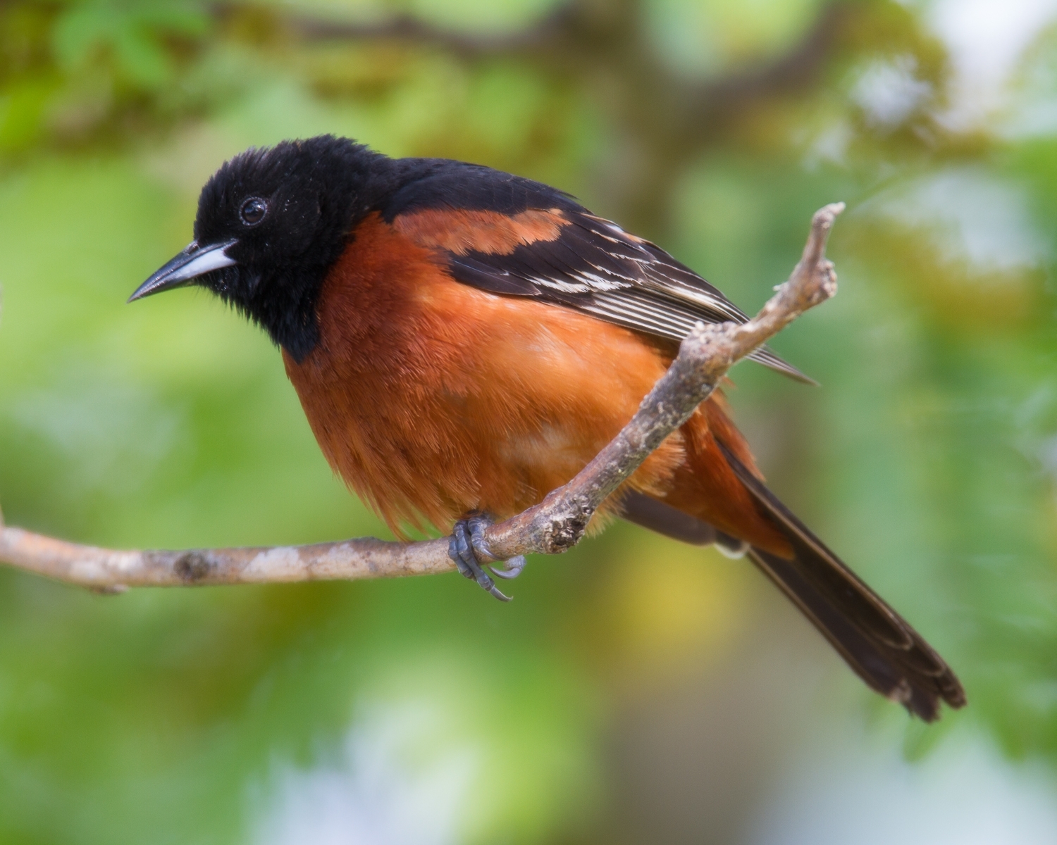 Orchard Oriole